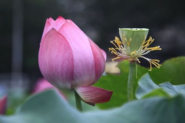 荷花４