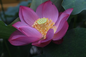 荷花５