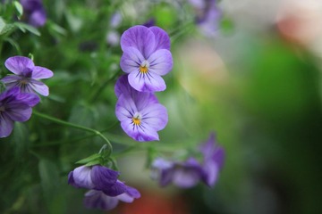小花３