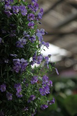 小花４