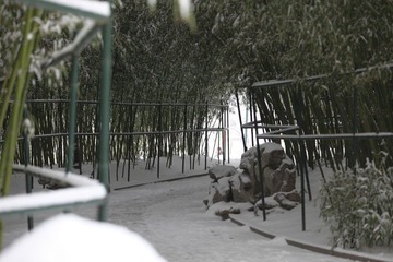 雪后紫竹院6