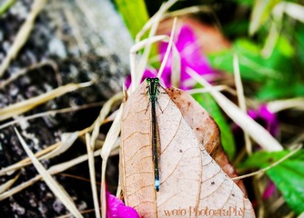 DSC_0346_2.jpg