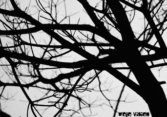 DSC_0257_2.jpg