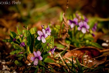 Legendary Spring