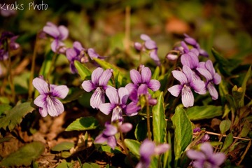 Legendary Spring