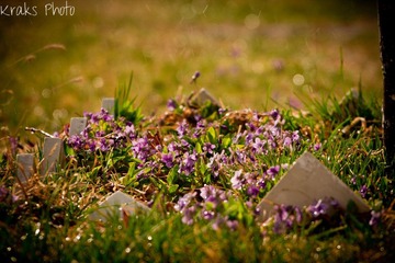 Legendary Spring