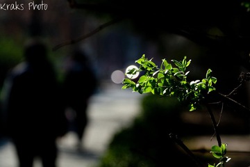 Legendary Spring