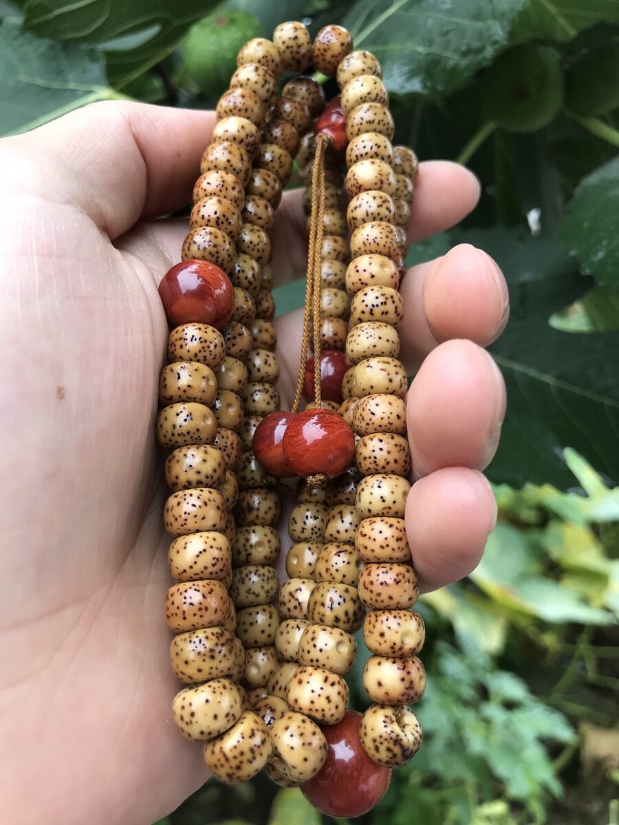 菩提根花皮怎么来的