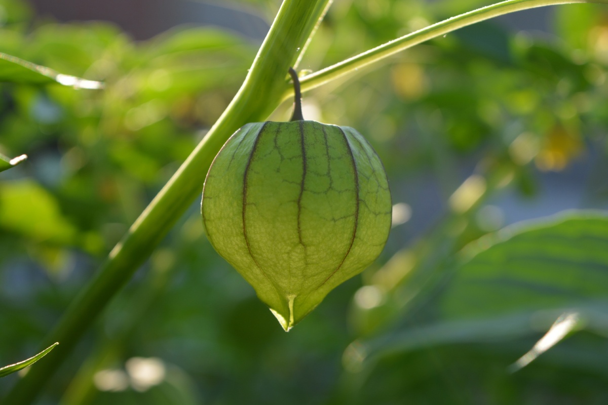 家菇娘和紫菇娘