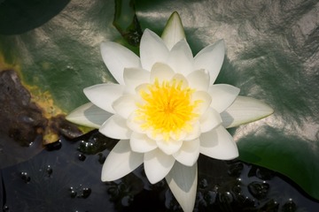 waterlily_20110721_016