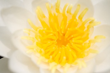waterlily_20110721_013