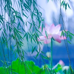 waterlily_20110721_004