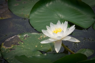 waterlily_20110721_017