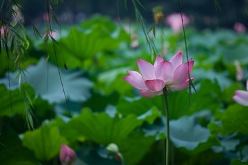 waterlily_20110721_011