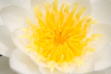 waterlily_20110721_014