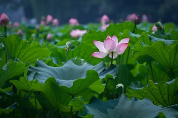 waterlily_20110721_010