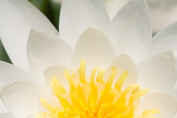 waterlily_20110721_015