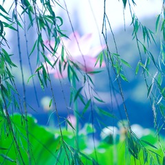 waterlily_20110721_001
