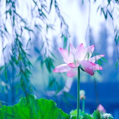 waterlily_20110721_002