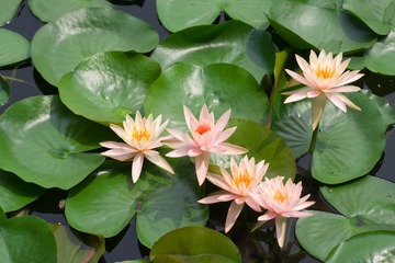 waterlily_20110721_006