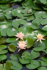 waterlily_20110721_007