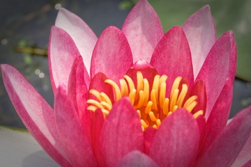 waterlily_20110721_022