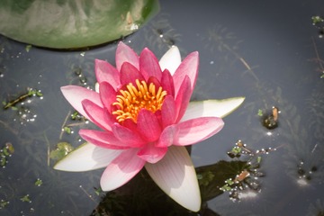 waterlily_20110721_018