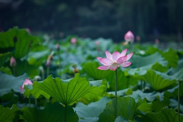 waterlily_20110721_012