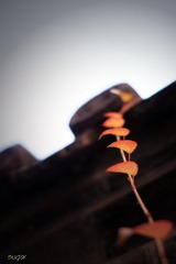 IMG_3809.jpg