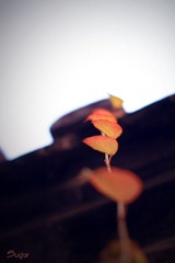 IMG_3811.jpg