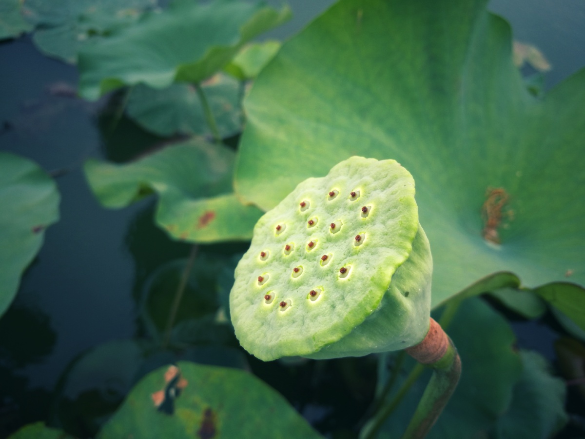 莲蓬- 山空月明 - 图虫网 - 优质摄影师交流社区