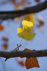 K5IP2995.jpg