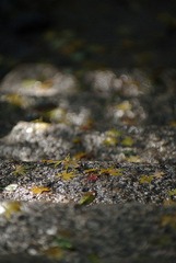 K20D3328.jpg