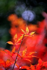 K20D3369.jpg