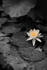 A6D48911-6791-4AB6-BA97-9F7664527D12/L0/001