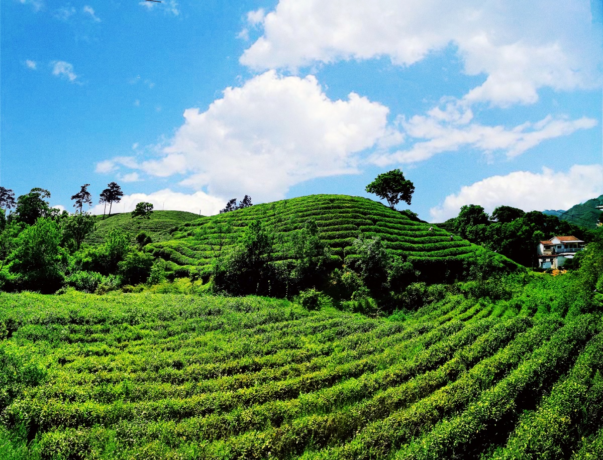 茶园