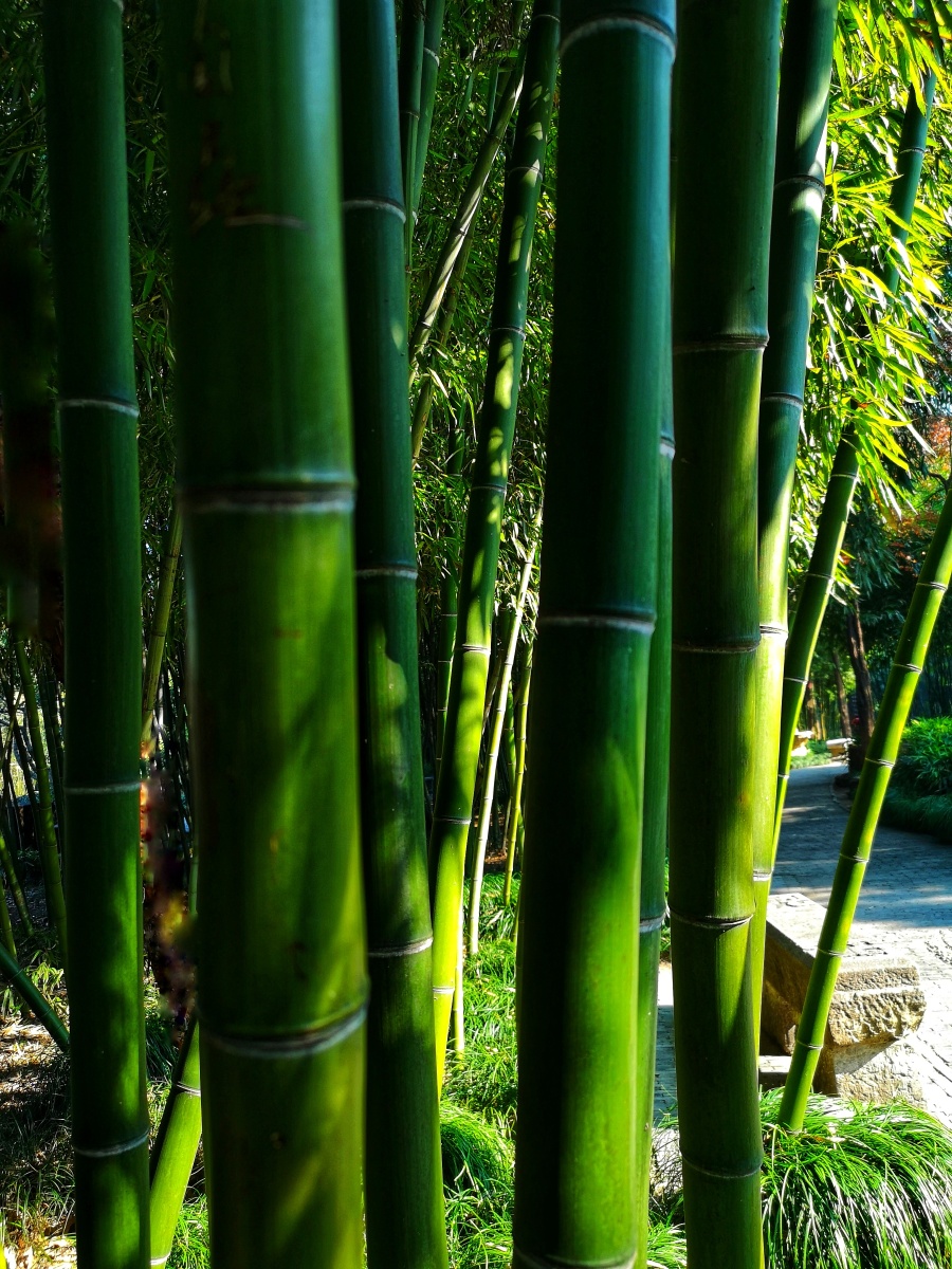 竹拍于扬州个园