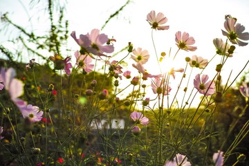 SDIM0351