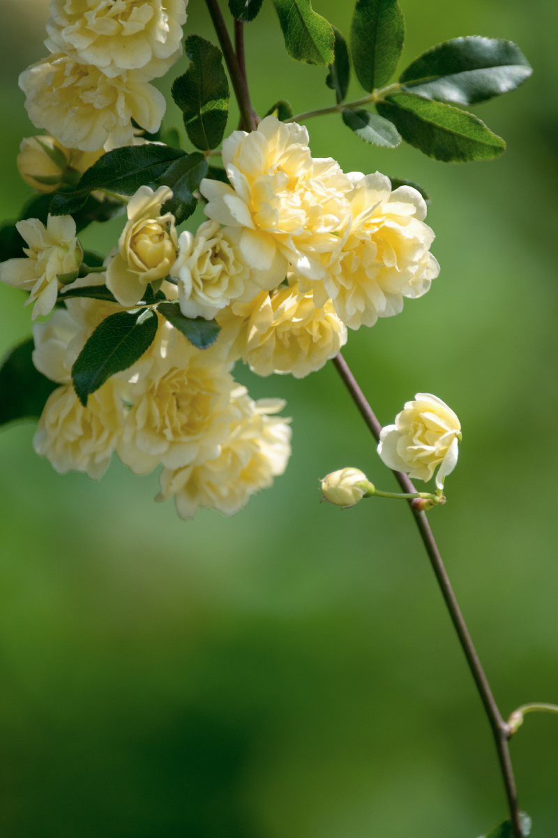 黄木香花 - 东方日升 - 图虫