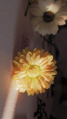 1000170885