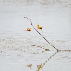 1307844