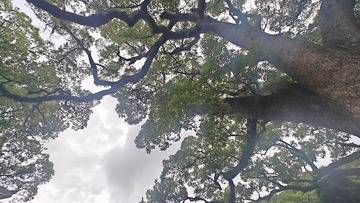 1000019074