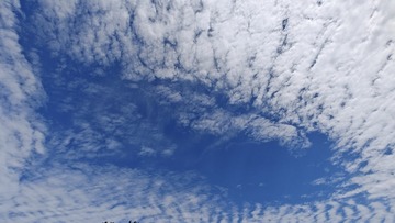 1000263313