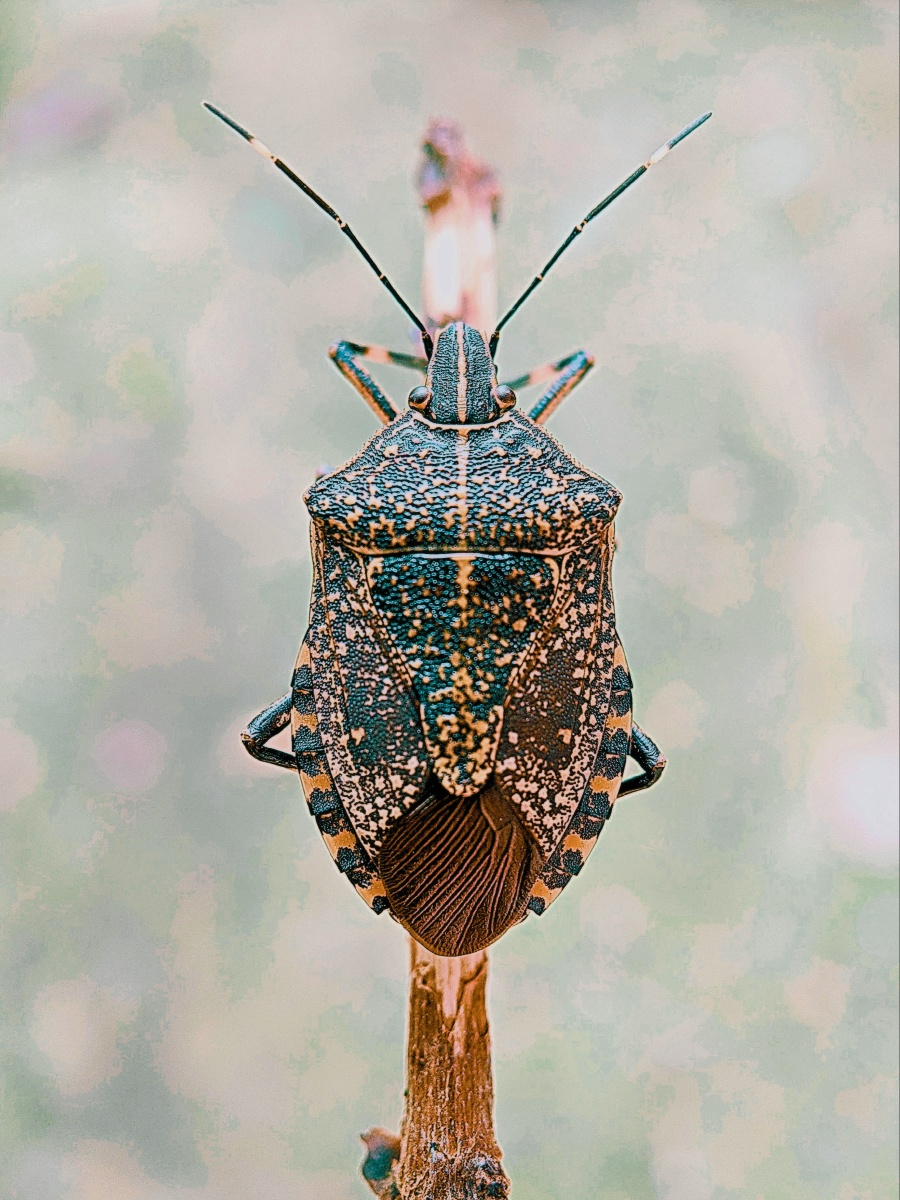 手机微距# 打屁虫 - 碧水蓝天笑浮云 - 图虫