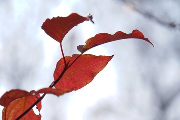 119616