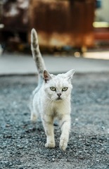 85264