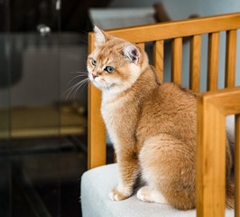 72428