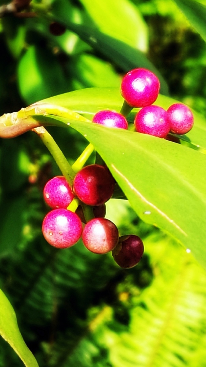 东方紫金牛灌木全株可入药可食用