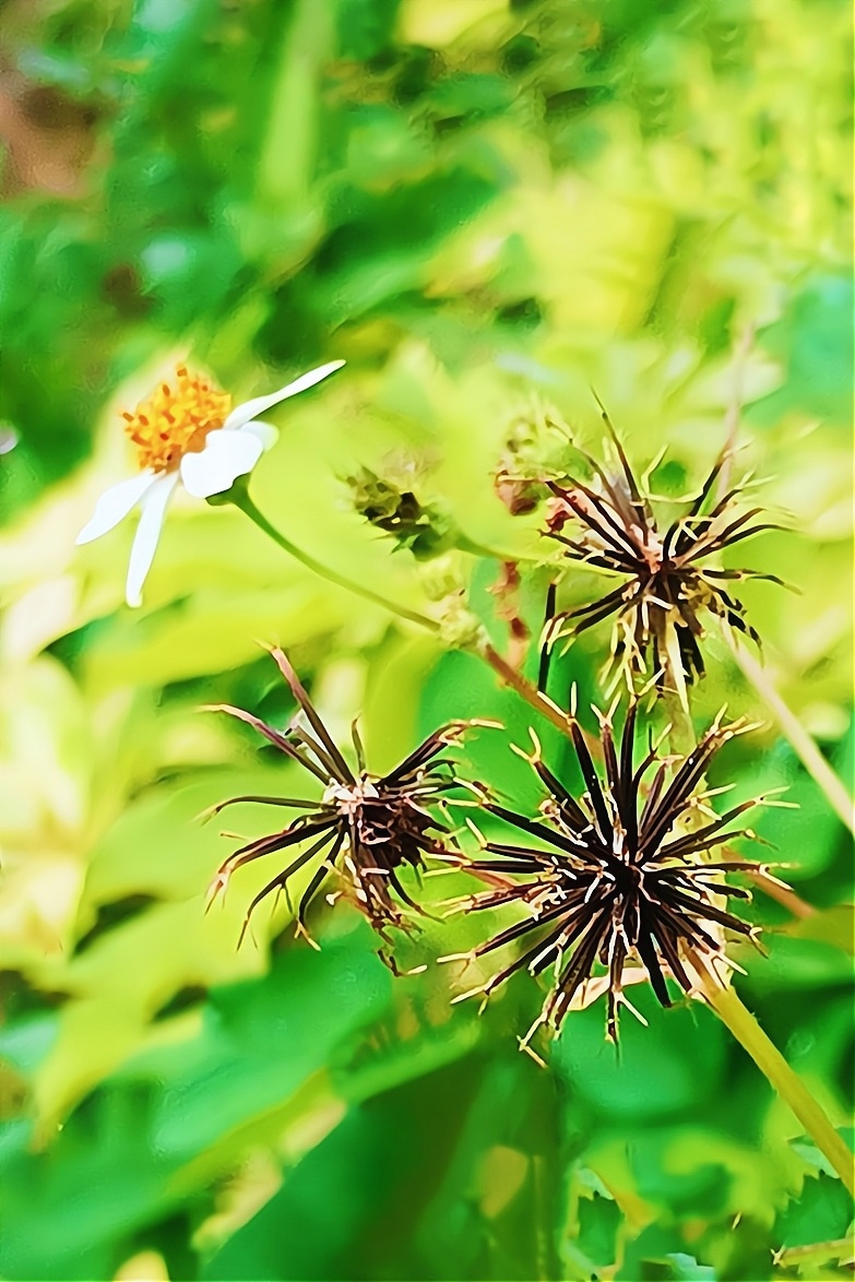 鬼针草开花的模样2