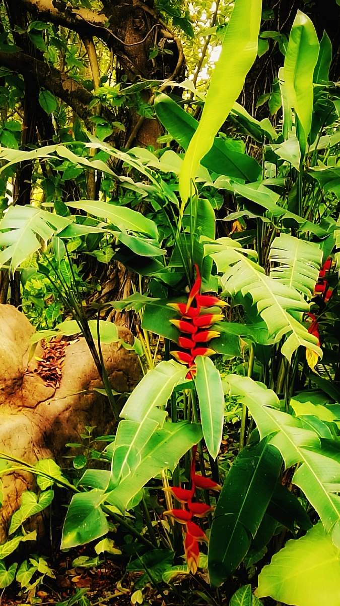 金嘴蝎尾蕉 - 我本宜州客老覃 - 图虫